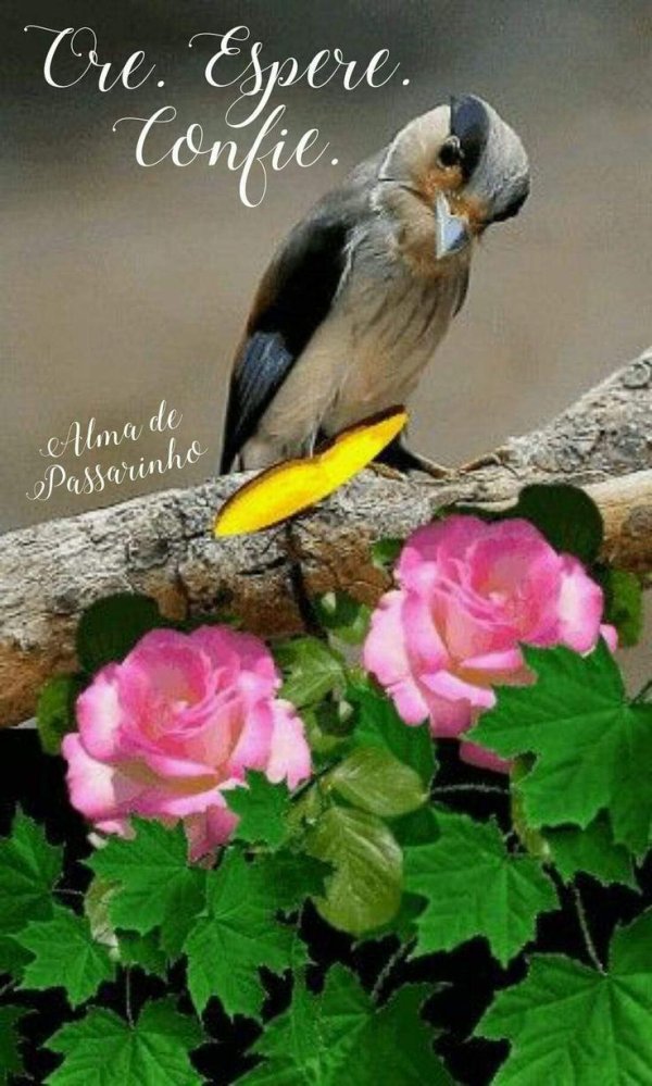 птичка красивая