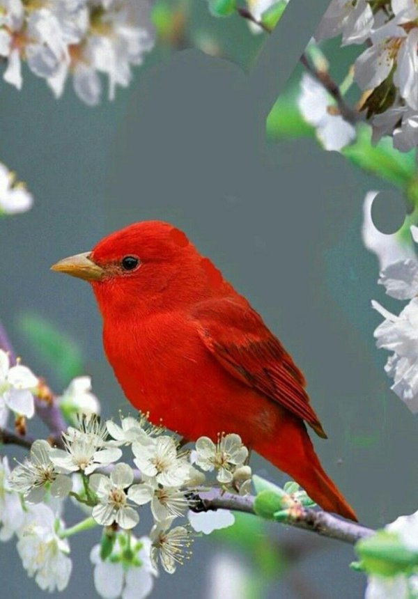 красная птичка