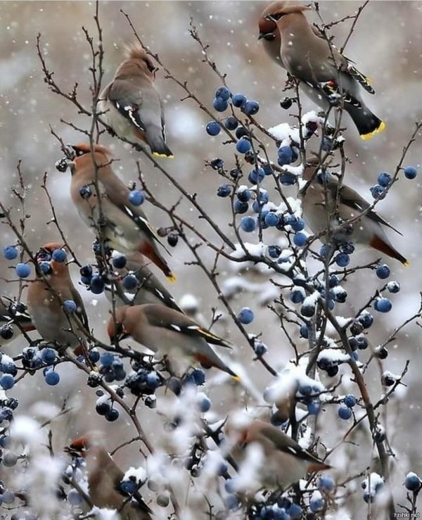 обыкновенная свиристель