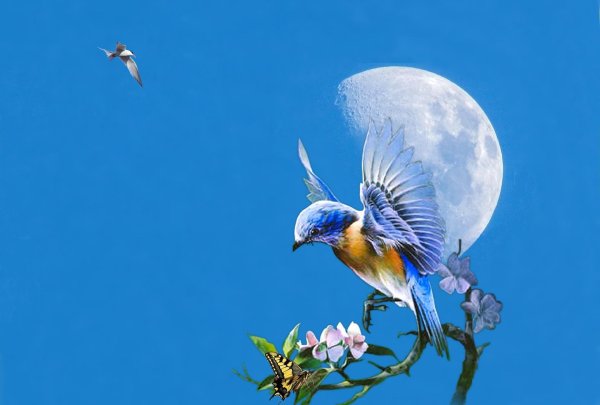 живопись птицы