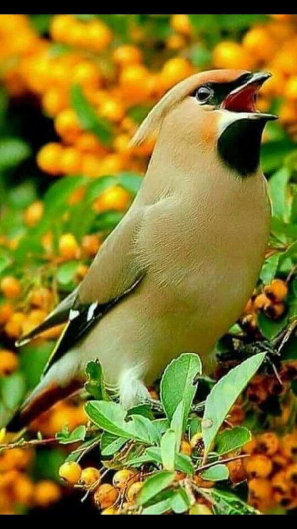 птичка свиристель