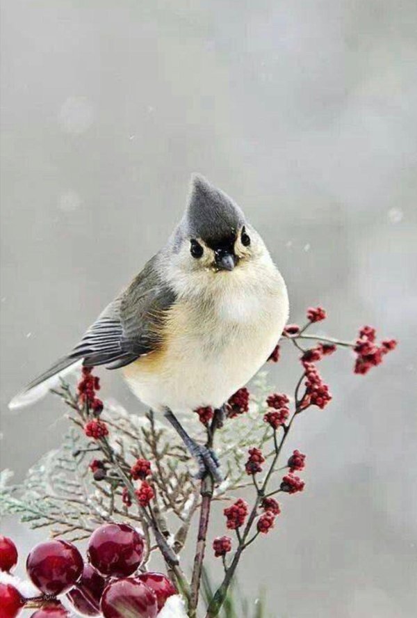 хохлатая расписная синичка