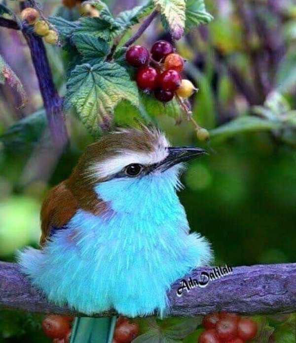 ракетохвостая сизоворонка