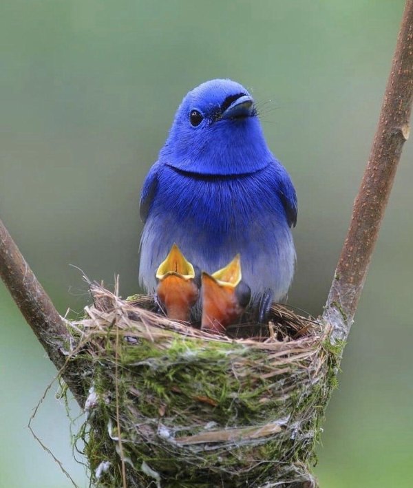 птичка синяя