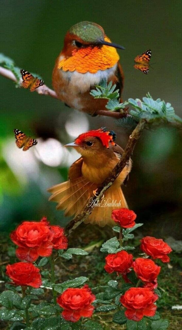 птичка колибри