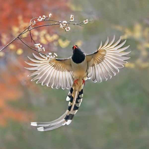 тайваньская лазоревая сорока