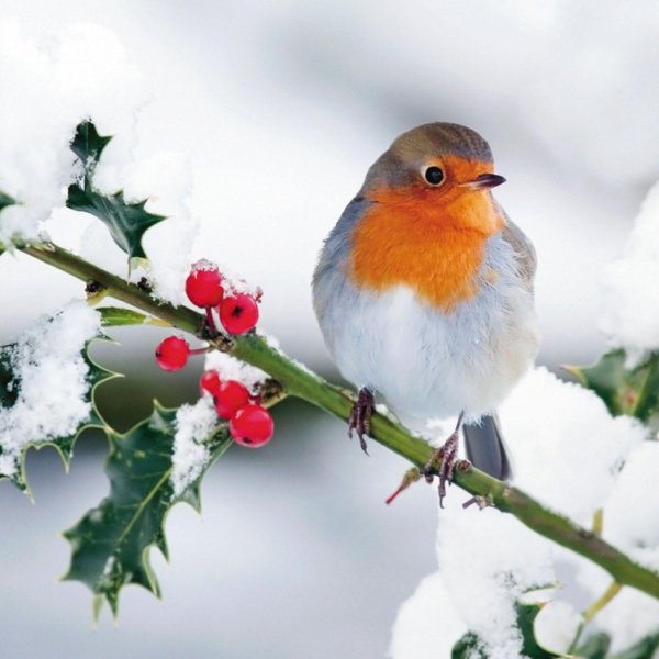 зарянка малиновка горихвостка
