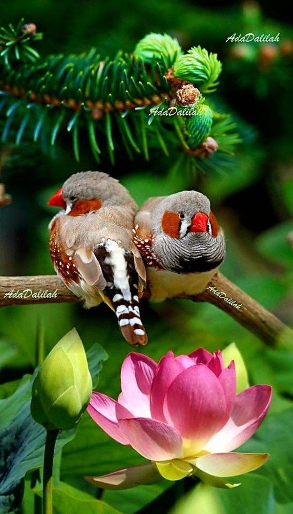 птичка красивая