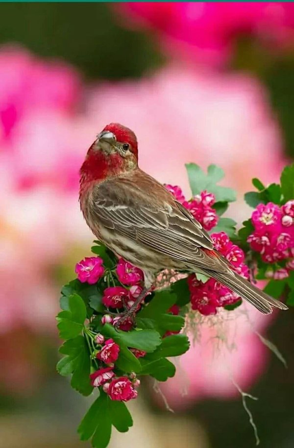 доброе утро с птичками