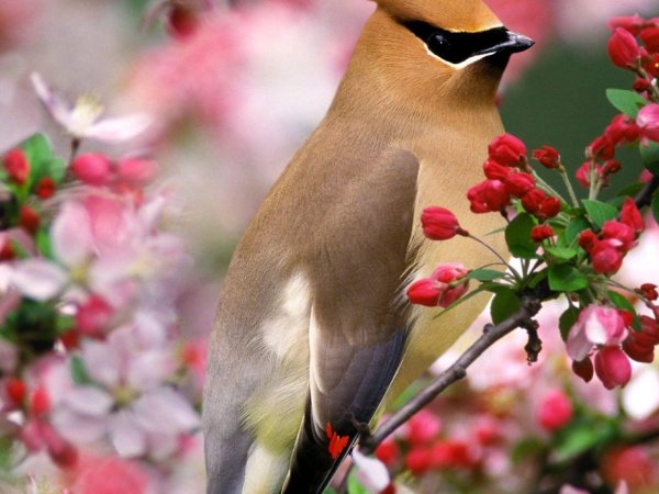 свиристель обыкновенный