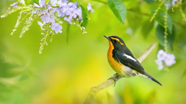 желтоспинная мухоловка