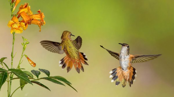 rufous hummingbird