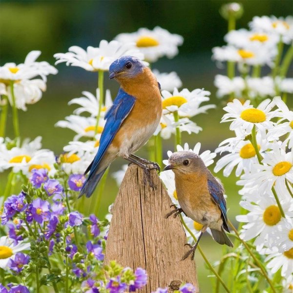 доброе утро с птичками