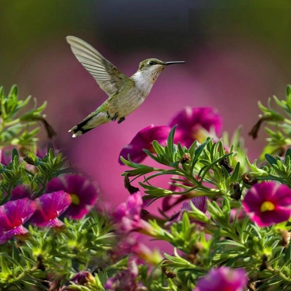 hummingbird flower