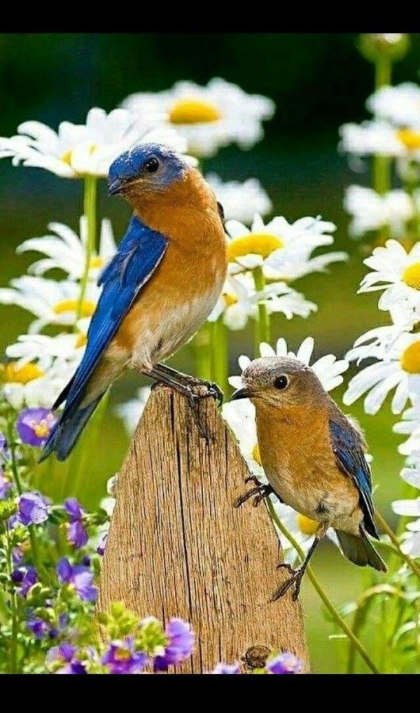 доброе утро с птичками