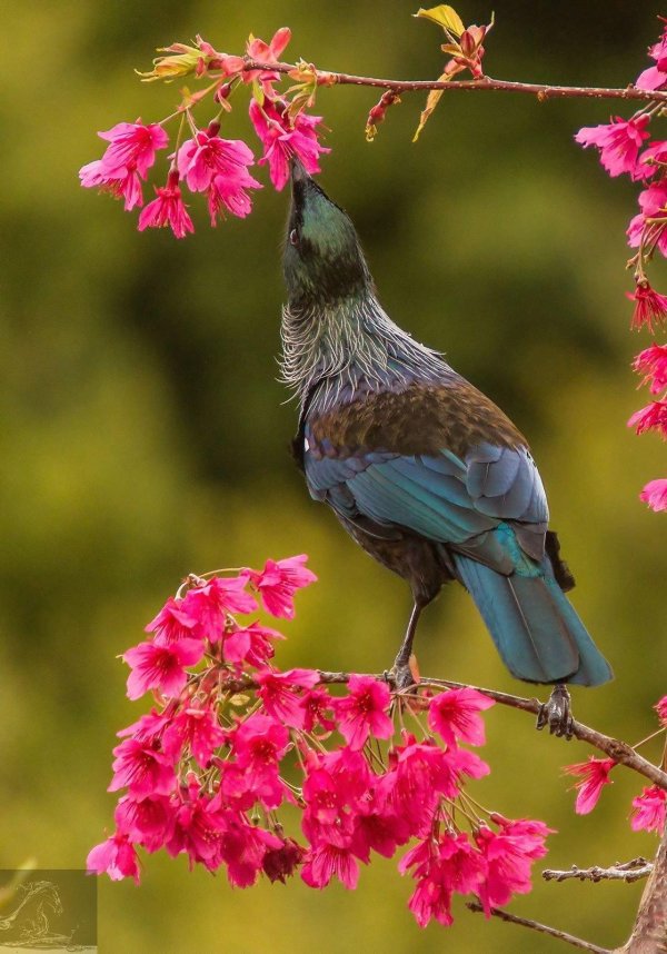 птицы новой зеландии