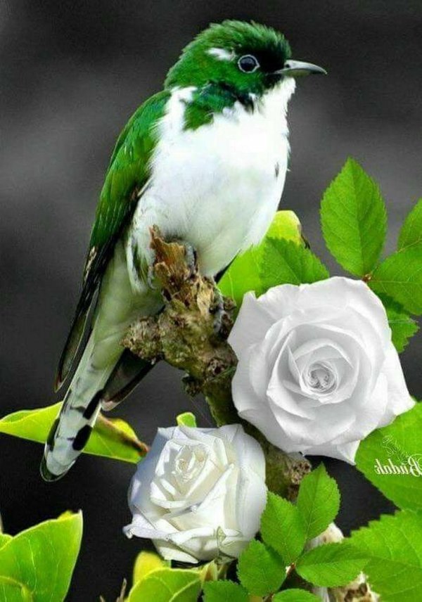 изумрудная бронзовая кукушка