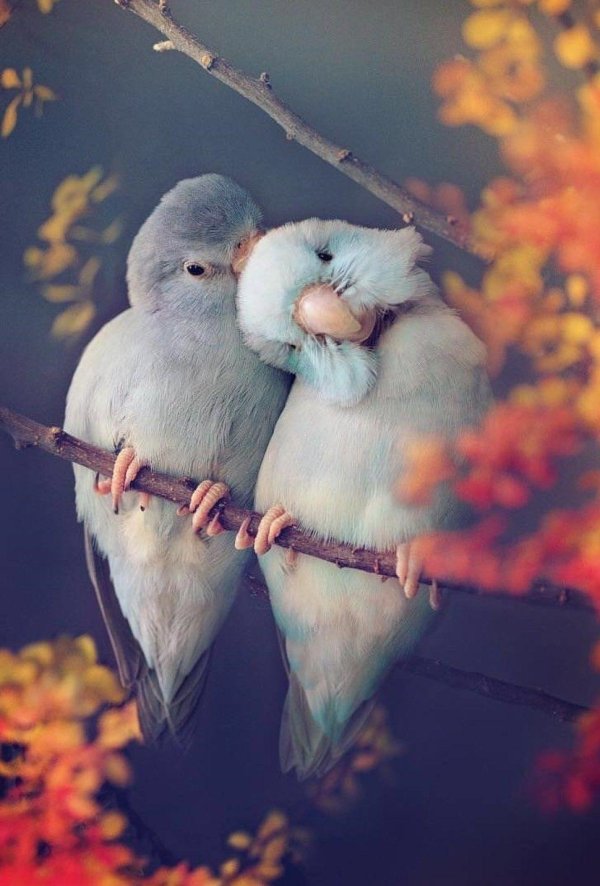 попугайчики обнимаются