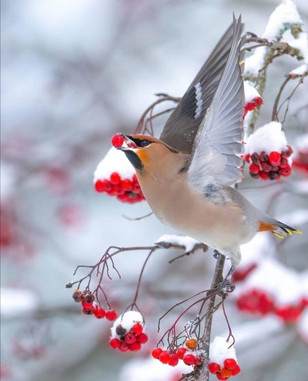 свиристель и снегирь