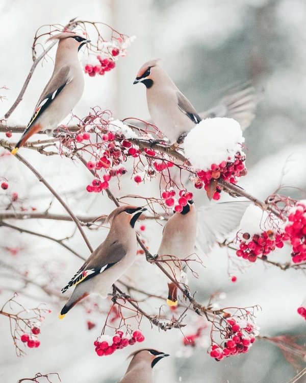 снегирь свиристель щур