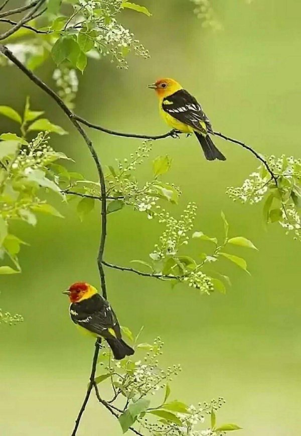 красноголовая пиранга