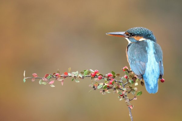 красногрудый зимородок