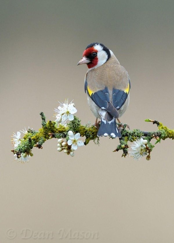 goldfinch chardonneret