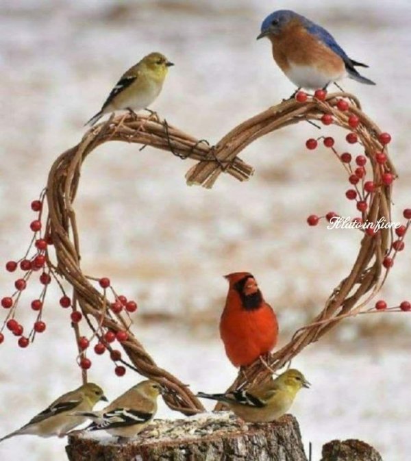 доброе утро с птицами