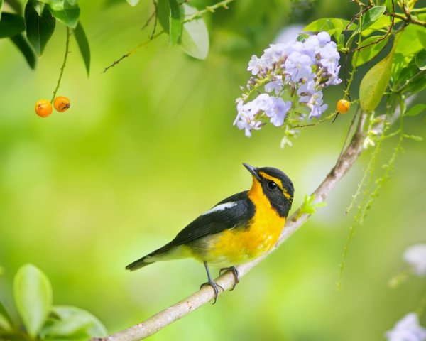 природа с птицами