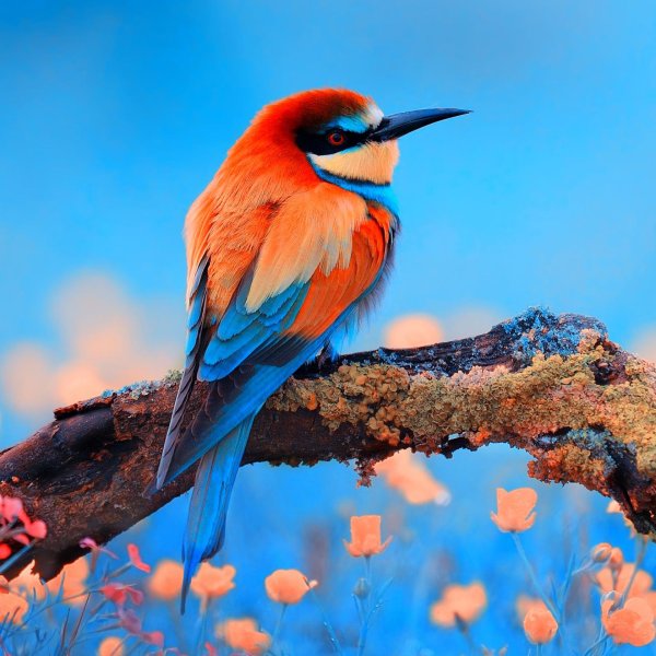 золотистая щурка