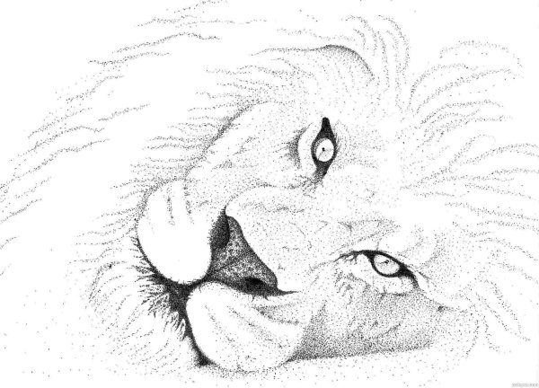 лев карандашом