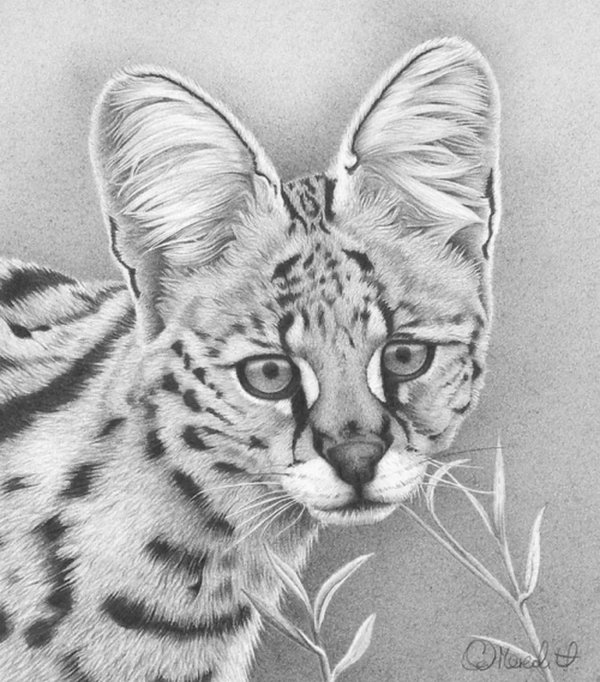 сервал рисунок