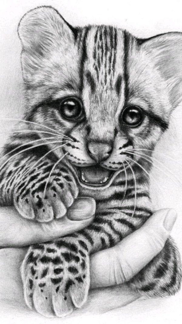 тигренок рисунок карандашом