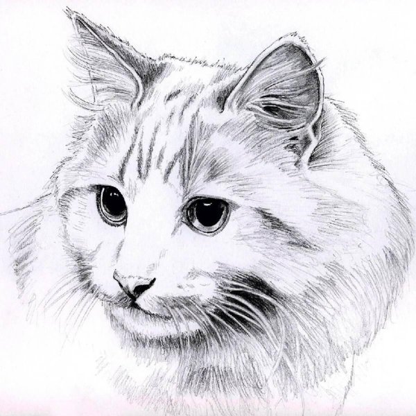 кошка карандашом