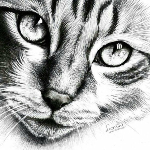 кошка карандашом