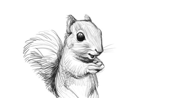 рисунок карандашом белка
