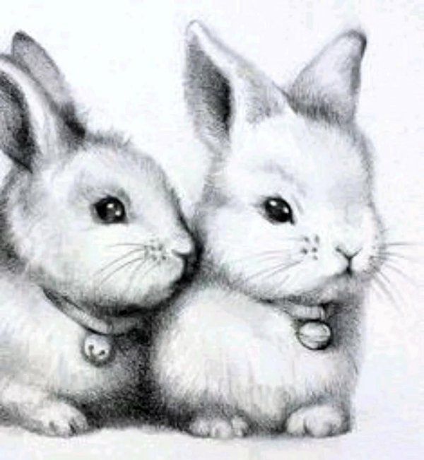 кролики рисунки