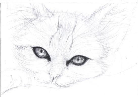 рисунок кошек карандашом