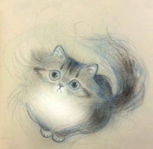 милый пушистый котик