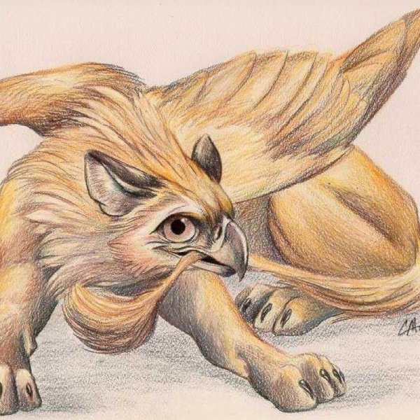 золотистый грифон