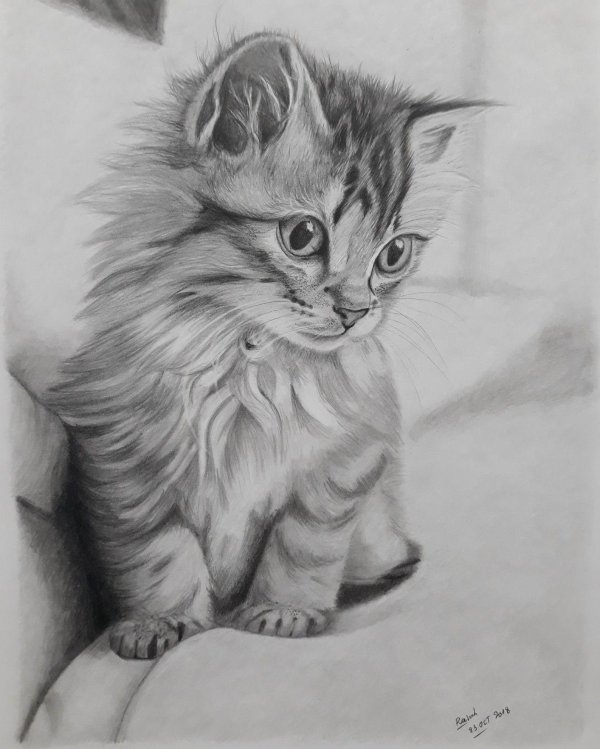 котенок карандашом