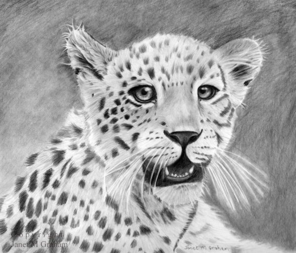 леопард карандашом