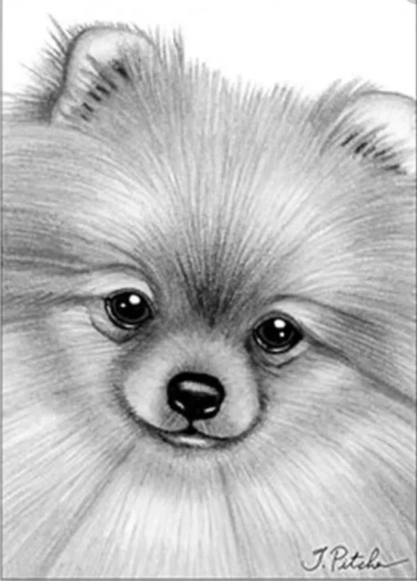 шпиц померанский