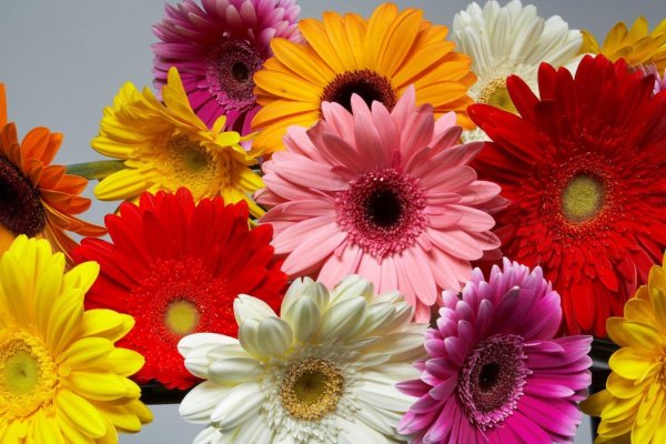 цветок гербер