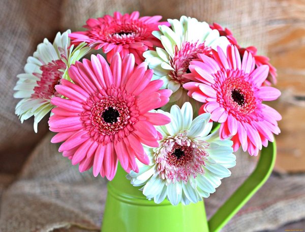 цветок гербер