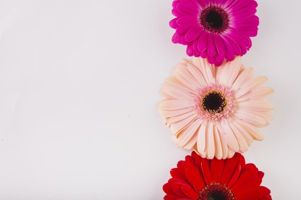 герберы фон