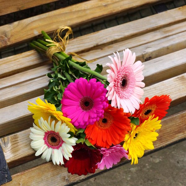 гербера ромелла