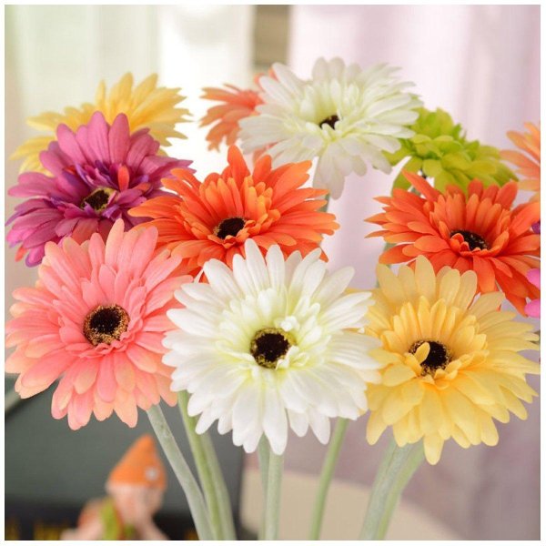 гербера абиссинская