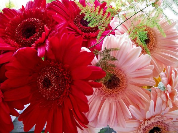 красивая цветок