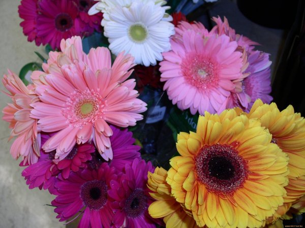 яркие герберы